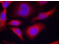 Immunocytochemistry/ Immunofluorescence - Anti-AMPK alpha 1 (phospho S487) antibody (AB131357)
