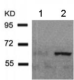 Anti-AMPK alpha 1 (phospho S487) antibody