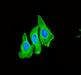Immunocytochemistry/ Immunofluorescence - Anti-AMPK alpha 1 (phospho S496) antibody [EPR3051] (AB92701)