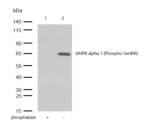 Western blot - Anti-AMPK alpha 1 (phospho S496) antibody [SR2088] (AB326652)