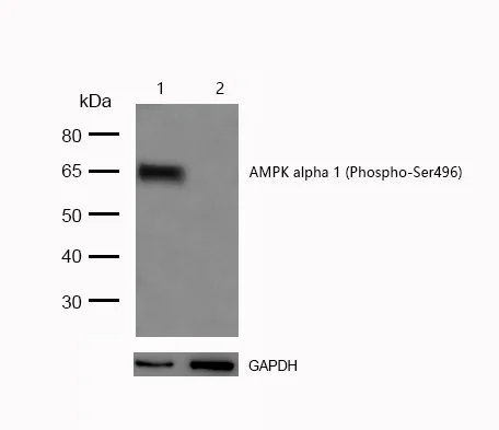 Western blot - Anti-AMPK alpha 1 (phospho S496) antibody [SR2088] (AB326652)