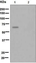 Western blot - Anti-AMPK alpha 1 (phospho T183) + AMPK alpha 2 (phospho T172) antibody [EPR5683] (AB133448)