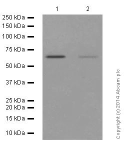 Western blot - Anti-AMPK alpha 1 (phospho T183) + AMPK alpha 2 (phospho T172) antibody [EPR5683] (AB133448)