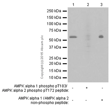 Western blot - Anti-AMPK alpha 1 (phospho T183) + AMPK alpha 2 (phospho T172) antibody [EPR5683] (AB133448)