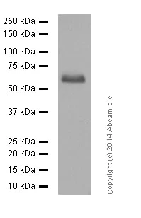 Western blot - Anti-AMPK alpha 1 (phospho T183) + AMPK alpha 2 (phospho T172) antibody [EPR5683] (AB133448)