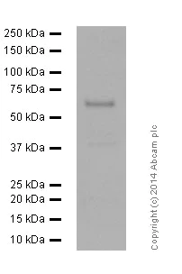 Western blot - Anti-AMPK alpha 1 (phospho T183) + AMPK alpha 2 (phospho T172) antibody [EPR5683] (AB133448)