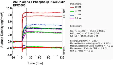 OI-RD Scanning - Anti-AMPK alpha 1 (pT183) + AMPK alpha 2 (pT172) antibody [EPR5683] - BSA and Azide free (AB271892)