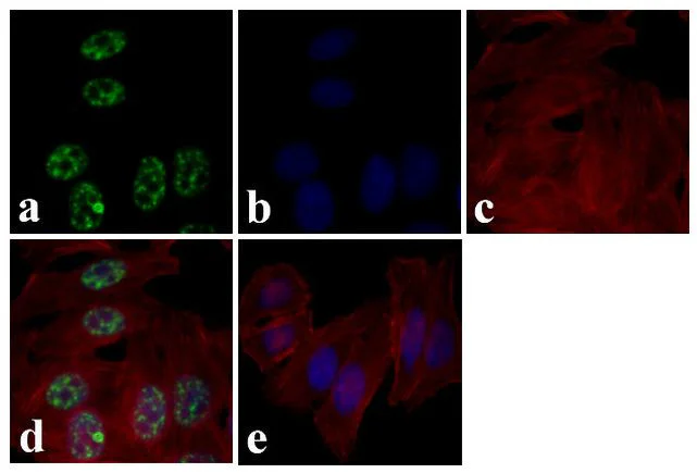 Immunocytochemistry/ Immunofluorescence - Anti-AMPK alpha 1+AMPK alpha 2 (phospho T172 + T183) antibody [RP23040015] (AB307991)