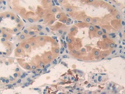 Immunohistochemistry (Formalin/PFA-fixed paraffin-embedded sections) - Anti-AMPK alpha 2 antibody (AB231807)