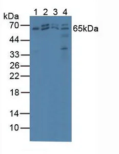 Western blot - Anti-AMPK alpha 2 antibody (AB231807)