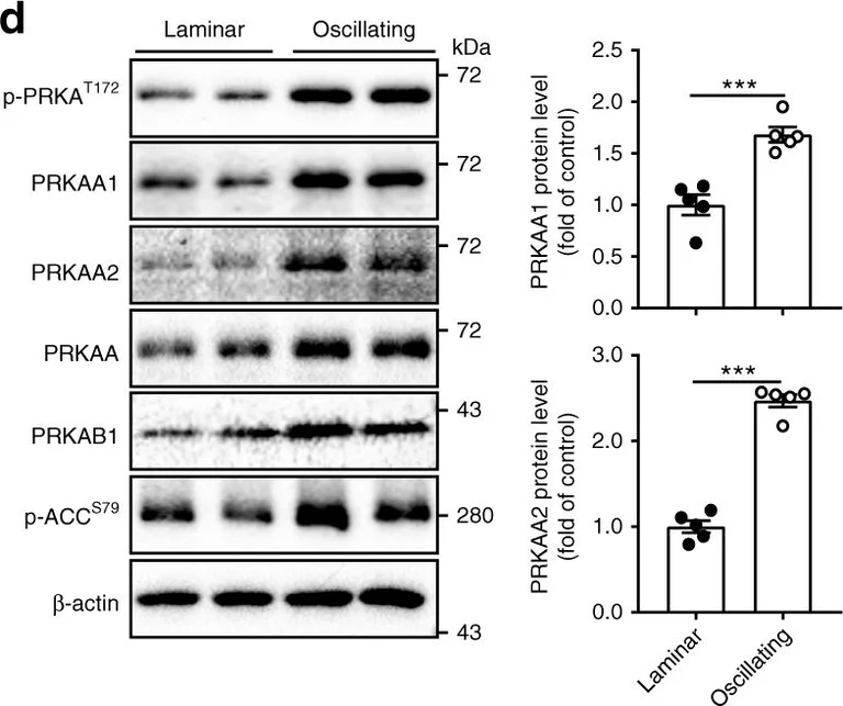 Western blot - Anti-AMPK alpha 2 antibody (AB3760)