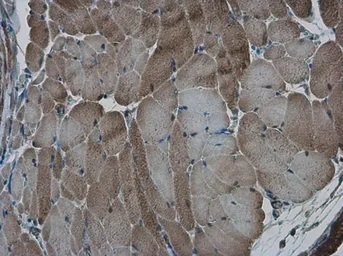 Immunohistochemistry (Formalin/PFA-fixed paraffin-embedded sections) - Anti-AMPK alpha 2 antibody (AB97275)