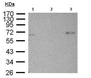 Immunoprecipitation - Anti-AMPK alpha 2 antibody (AB97275)