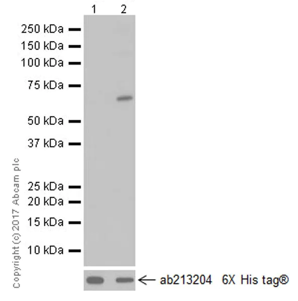 Western blot - Anti-AMPK alpha 2 antibody [EP20772] (AB214425)