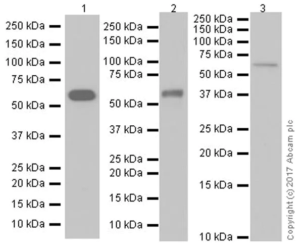 Western blot - Anti-AMPK alpha 2 antibody [EP20772] (AB214425)
