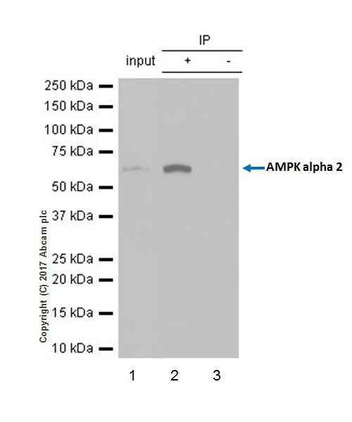 Immunoprecipitation - Anti-AMPK alpha 2 antibody [EP20772] - BSA and Azide free (AB225899), expandable thumbnail