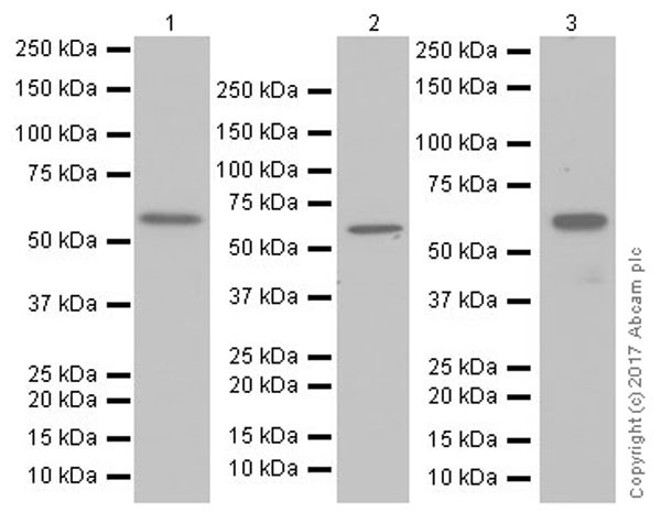 Western blot - Anti-AMPK alpha 2 antibody [EP20772] - BSA and Azide free (AB225899), expandable thumbnail