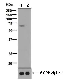 Western blot - Anti-AMPK alpha 2 (phospho S345) antibody [EPMDAR6] (AB129081)