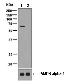 Western blot - Anti-AMPK alpha 2 (phospho S345) antibody [EPMDAR6] - BSA and Azide free (AB248287), expandable thumbnail