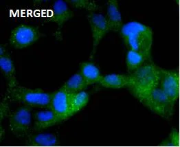 Immunocytochemistry/ Immunofluorescence - Anti-AMPK alpha 2 (phospho S345) antibody [JJ08-19] (AB326639)