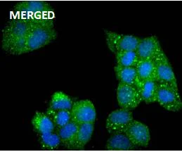 Immunocytochemistry/ Immunofluorescence - Anti-AMPK alpha 2 (phospho S345) antibody [JJ08-19] (AB326639)