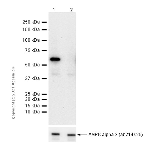 Western blot - Anti-AMPK alpha 2 (phospho S491) antibody [EPR3052] - BSA and Azide free (AB232519)