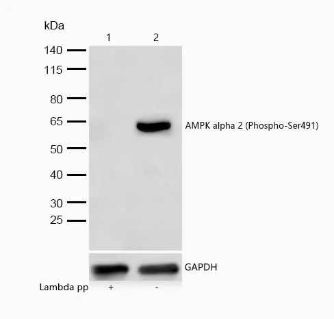 Western blot - Anti-AMPK alpha 2 (phospho S491) antibody [SR2078] (AB326653)