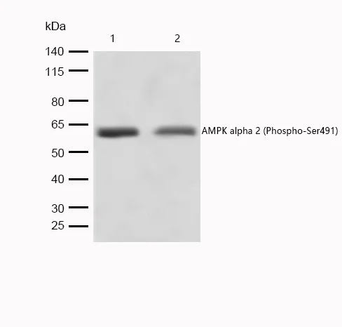 Western blot - Anti-AMPK alpha 2 (phospho S491) antibody [SR2078] (AB326653)