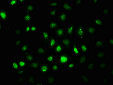 Immunocytochemistry/ Immunofluorescence - Anti-AMPK alpha 2 (phospho T172) antibody [4F4] (AB314032), expandable thumbnail