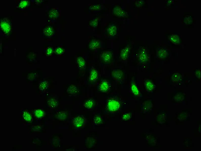 Immunocytochemistry/ Immunofluorescence - Anti-AMPK alpha 2 (phospho T172) antibody [4F4] (AB314032)