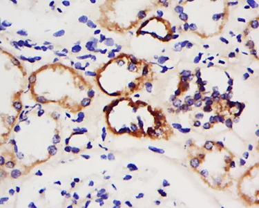 Immunohistochemistry (Formalin/PFA-fixed paraffin-embedded sections) - Anti-AMPK beta 1 antibody (AB217348)