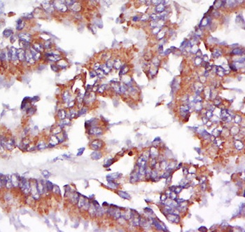 Immunohistochemistry (Formalin/PFA-fixed paraffin-embedded sections) - Anti-AMPK beta 1 antibody (AB217348)