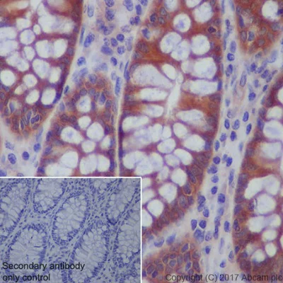 Immunohistochemistry (Formalin/PFA-fixed paraffin-embedded sections) - Anti-AMPK beta 1 antibody [Y367] (AB32112)