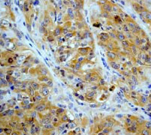 Immunohistochemistry (Formalin/PFA-fixed paraffin-embedded sections) - Anti-AMPK beta 1 antibody [Y367] (AB32112)