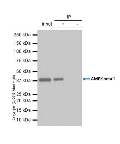Anti-AMPK beta 1 antibody [Y367]