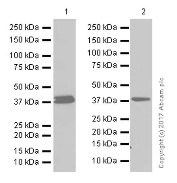 Western blot - Anti-AMPK beta 1 antibody [Y367] (AB32112)