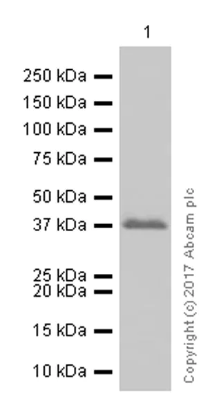 Western blot - Anti-AMPK beta 1 antibody [Y367] (AB32112)