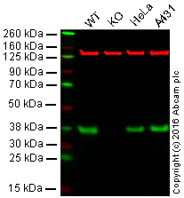 Western blot - Anti-AMPK beta 1 antibody [Y367] (AB32112)