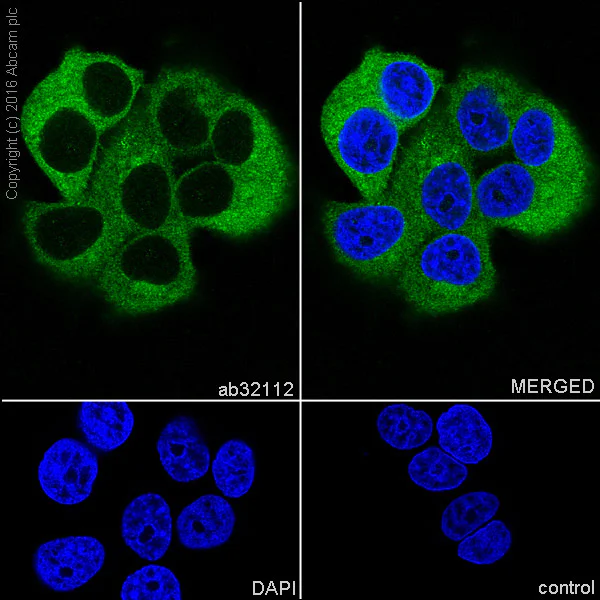 Immunocytochemistry/ Immunofluorescence - Anti-AMPK beta 1 antibody [Y367] - BSA and Azide free (AB239804)