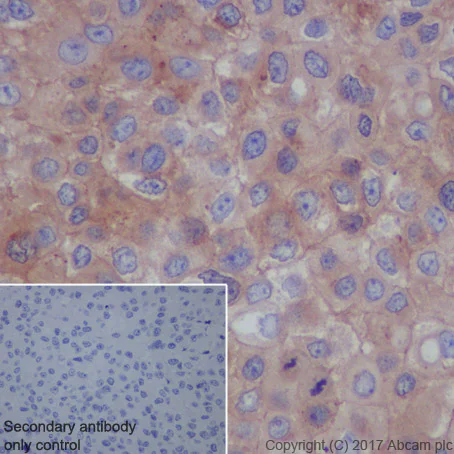 Immunohistochemistry (Formalin/PFA-fixed paraffin-embedded sections) - Anti-AMPK beta 1 antibody [Y367] - BSA and Azide free (AB239804)