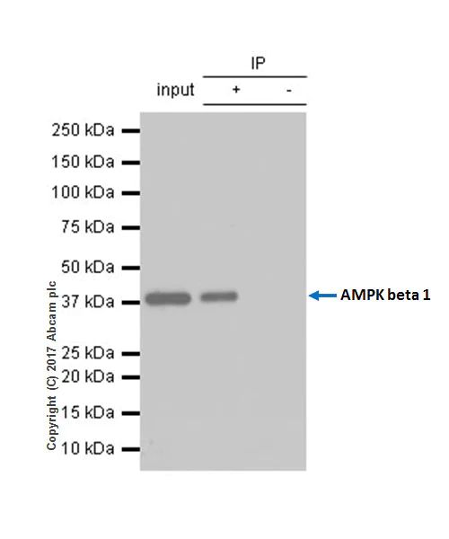Immunoprecipitation - Anti-AMPK beta 1 antibody [Y367] - BSA and Azide free (AB239804)