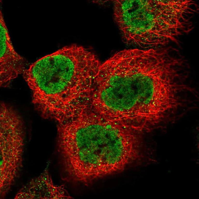 Immunocytochemistry/ Immunofluorescence - Anti-AMPK beta 2/PRKAB2 antibody (AB244472)