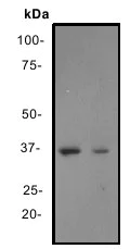 Western blot - Anti-AMPK gamma 1 antibody [Y307] - BSA and Azide free (AB247251)