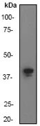 Western blot - Anti-AMPK gamma 1 antibody [Y308] (AB32508)