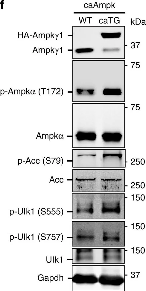 Western blot - Anti-AMPK gamma 1 antibody [Y308] (AB32508)