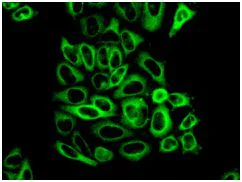 Immunocytochemistry/ Immunofluorescence - Anti-AMPS antibody [EPR10746(B)] - BSA and Azide free (AB249171)