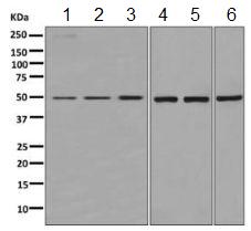 Western blot - Anti-AMPS antibody [EPR10746(B)] - BSA and Azide free (AB249171)