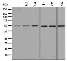 Western blot - Anti-AMPS antibody [EPR10746(B)] - BSA and Azide free (AB249171)