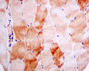 Immunohistochemistry (Formalin/PFA-fixed paraffin-embedded sections) - Anti-AMPS antibody [EPR10747(B)] (AB154182)