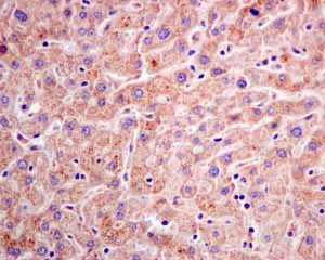 Immunohistochemistry (Formalin/PFA-fixed paraffin-embedded sections) - Anti-AMPS antibody [EPR10747(B)] (AB154182)